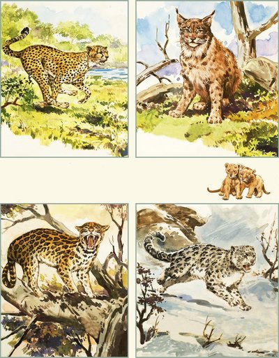 All Sorts of Big Cats by English School